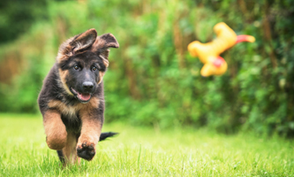 Deutscher Schäferhund auf Wiese