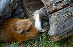 Meerschweinchen an Holzröhre