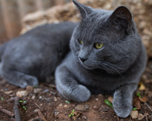 Eine Russisch Blau liegt auf der Erde